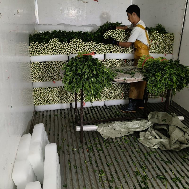 西安芹菜