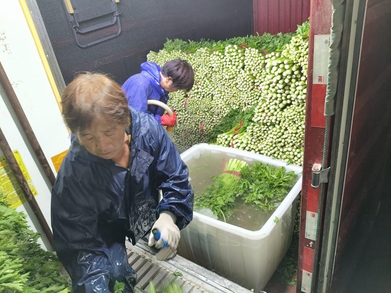 西安芹菜
