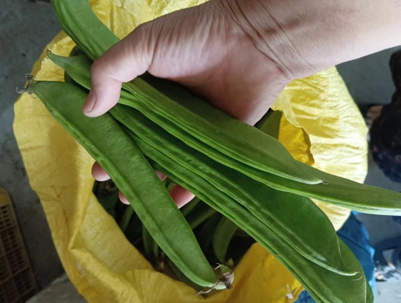广西刀豆大量有货量大从优全国发货欢迎来电洽谈
