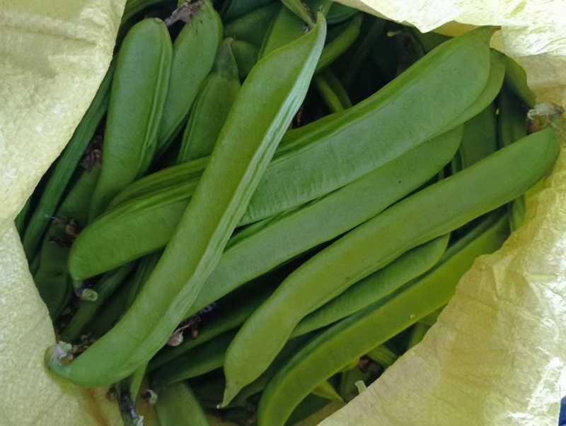 广西刀豆大量有货量大从优全国发货欢迎来电洽谈