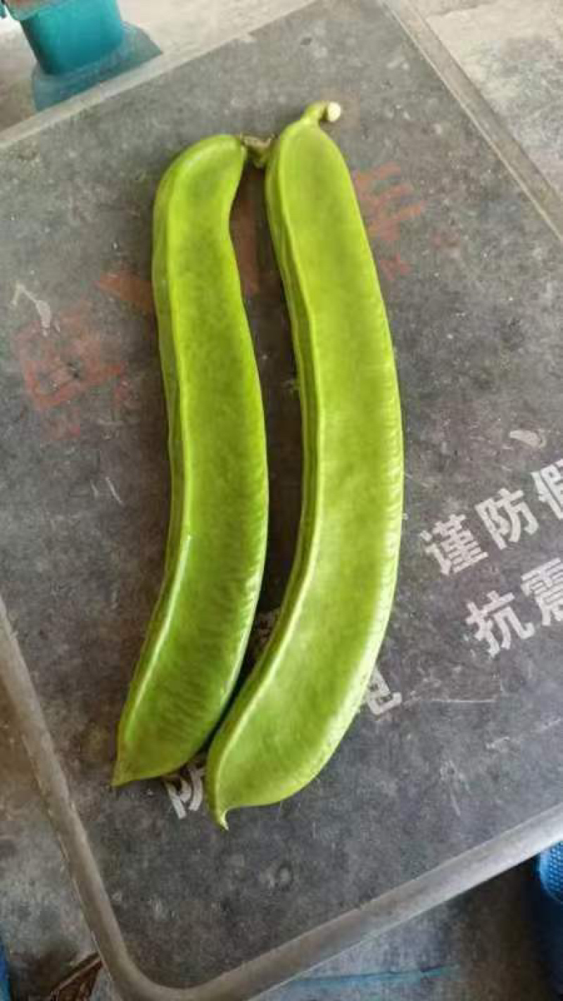 广西刀豆大量有货量大从优全国发货欢迎来电洽谈