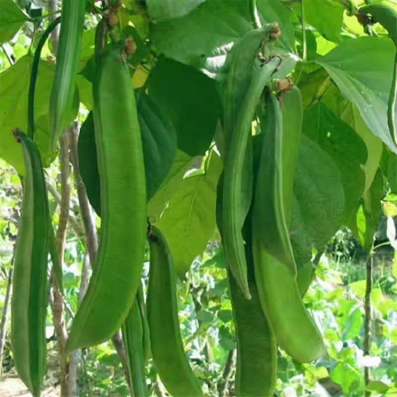 广西刀豆大量有货量大从优全国发货欢迎来电洽谈