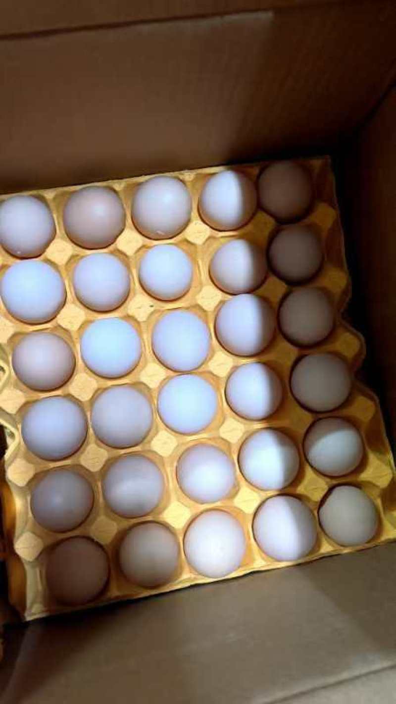 鸡蛋批发每日价钱不一样的