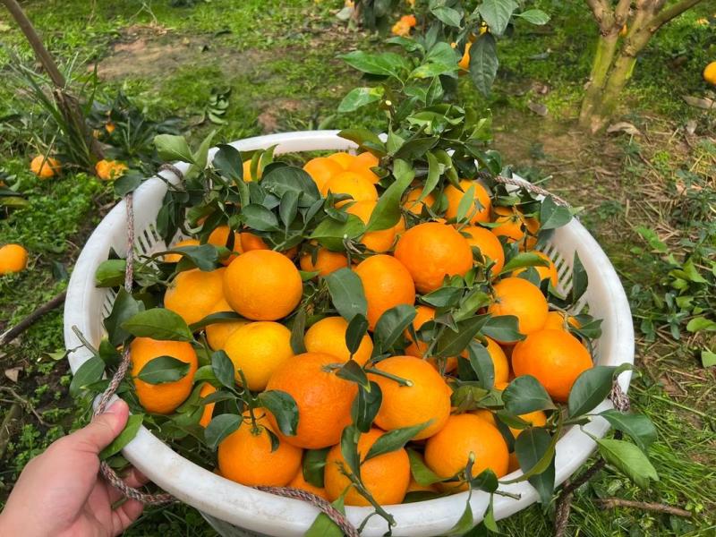 爱媛果冻橙，四川爱媛果冻橙新鲜多汁，一手货源，产地直发