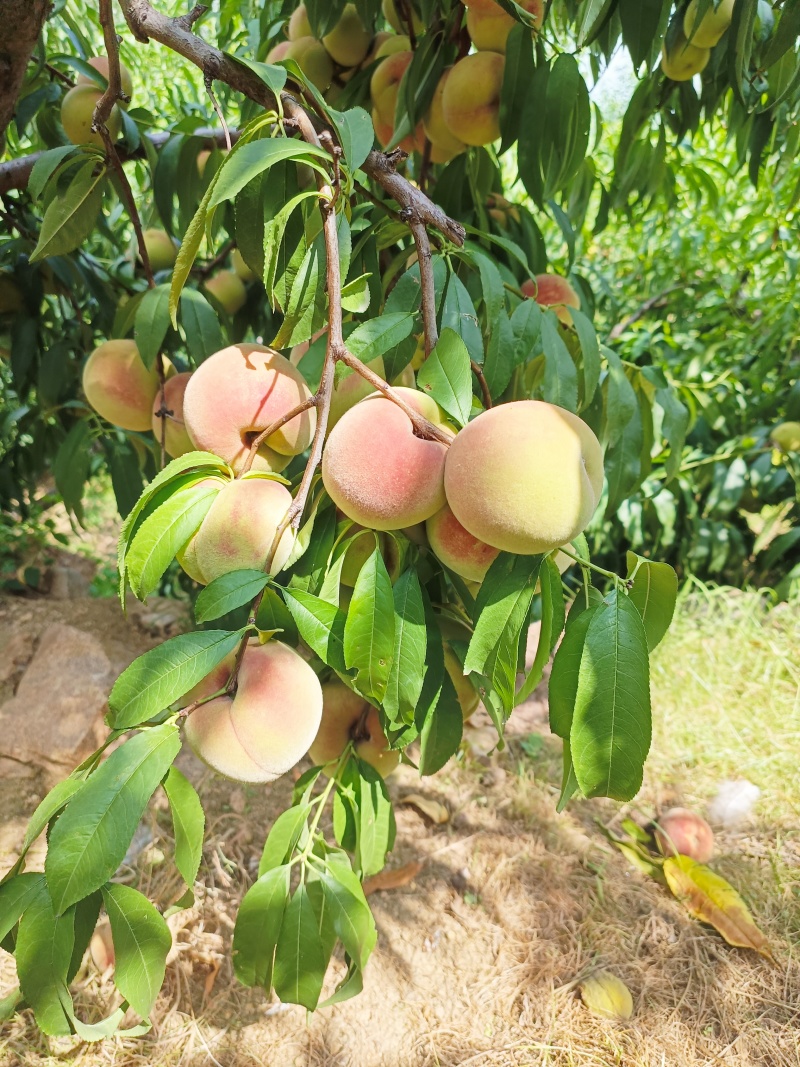 沂蒙冬桃