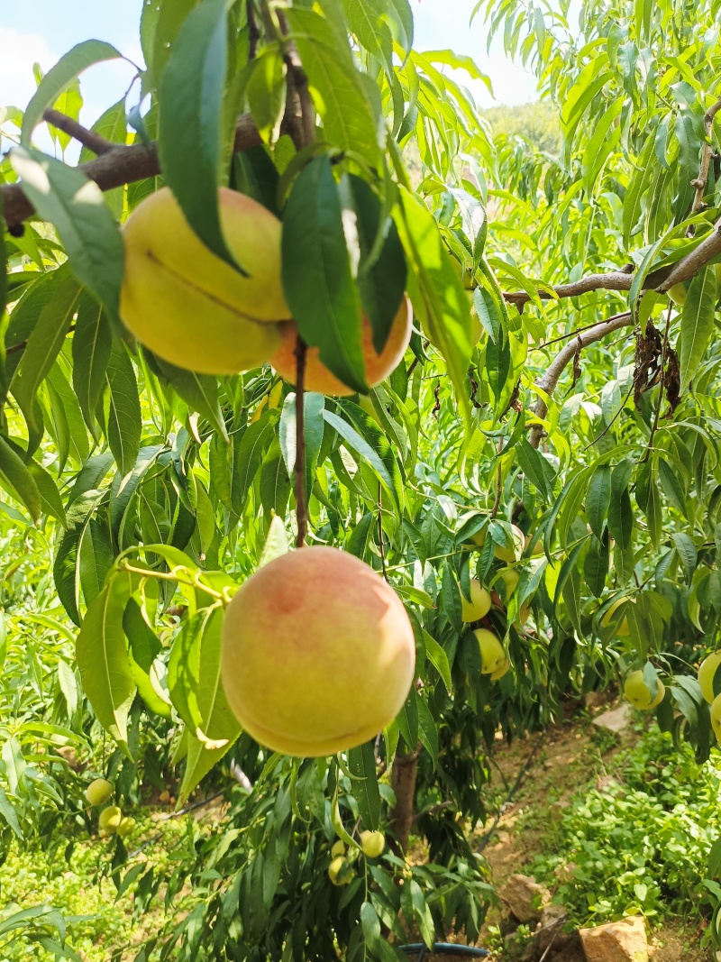 沂蒙冬桃