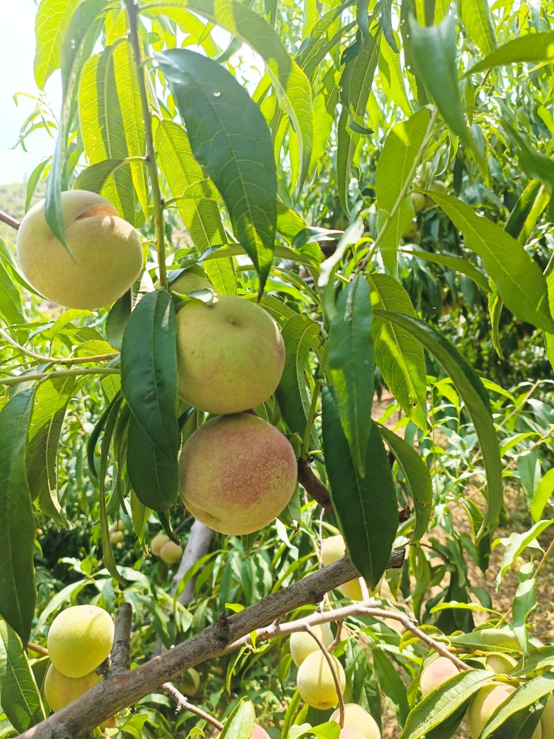 沂蒙冬桃