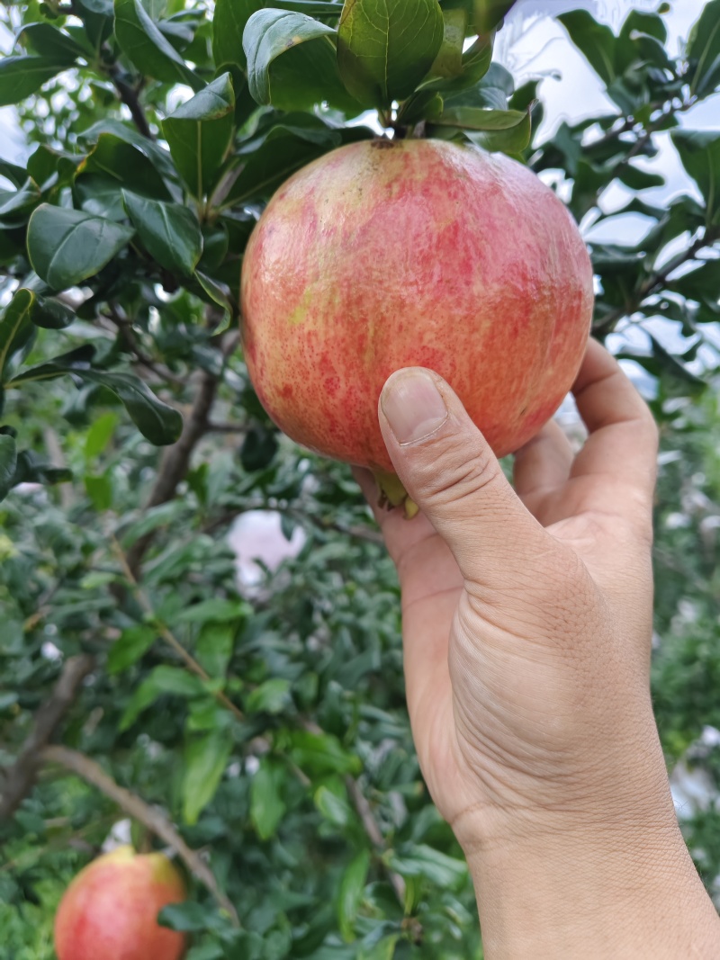 会理软籽石榴，大量供应电商货，市场果，越南货，诚信经营。