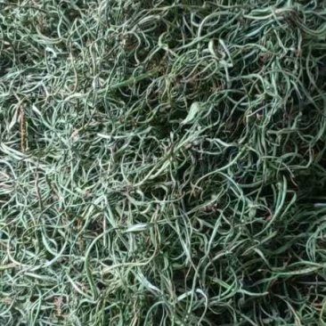 猫须草/化石草/产地直发/假一赔十/质量无忧/欢迎致电