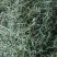 猫须草/化石草/产地直发/假一赔十/质量无忧/欢迎致电