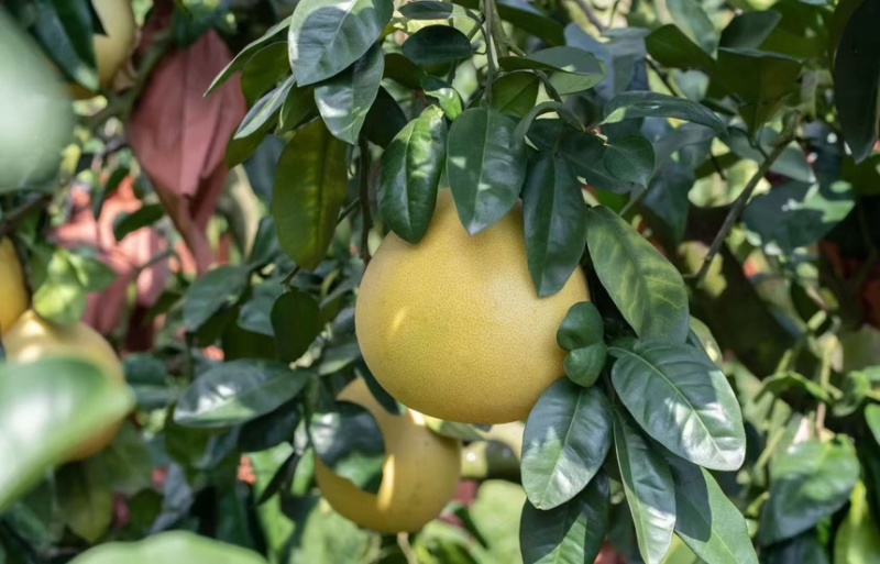 平和馆溪蜜柚大量现货中
