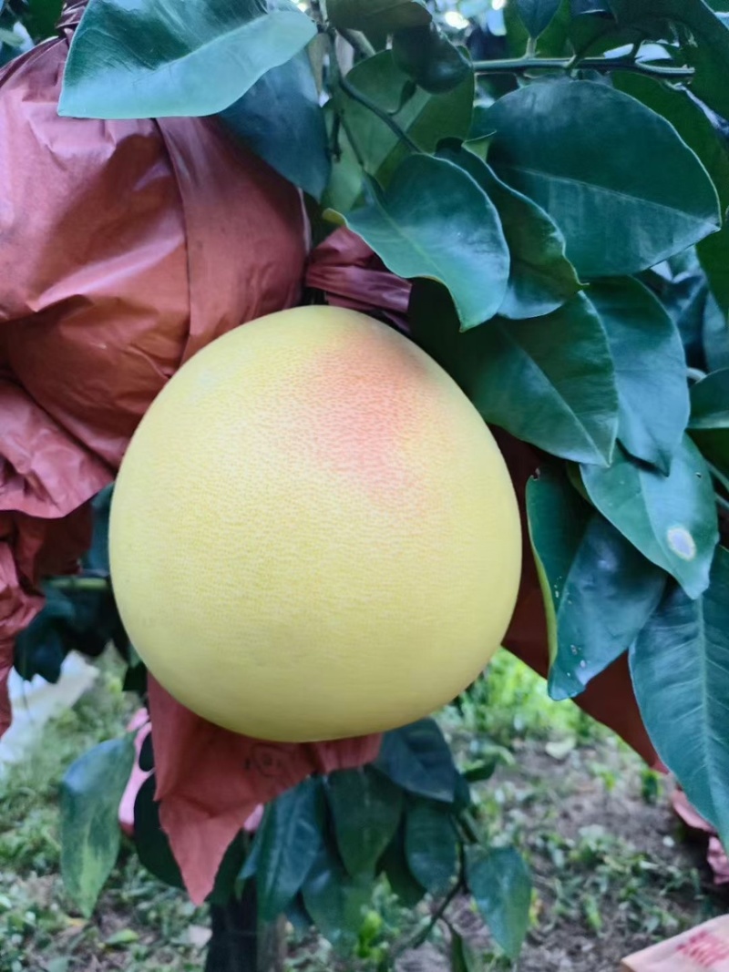 平和馆溪蜜柚大量现货中