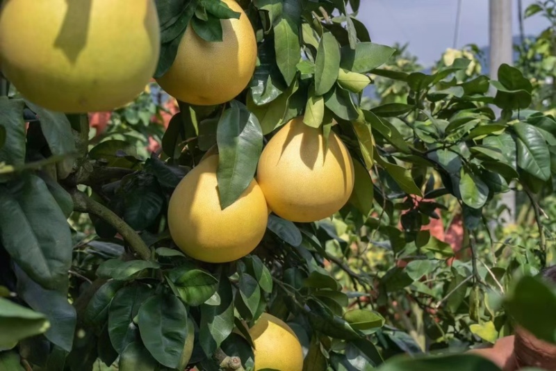 平和馆溪蜜柚大量现货中