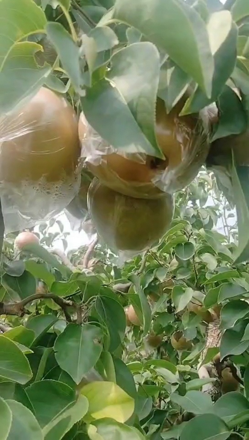 晚秋黄梨果型端正。口感细腻香甜酥脆可口。。产地直供货源