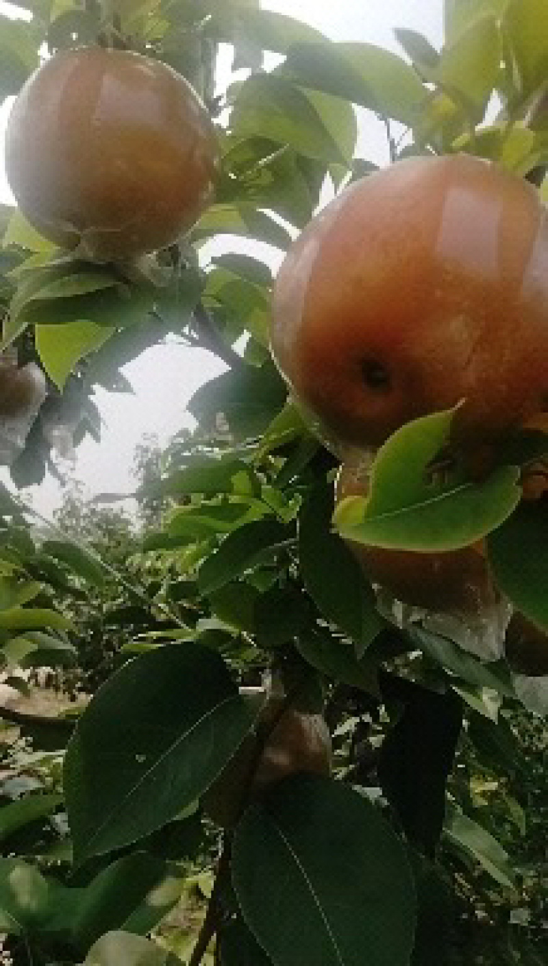 晚秋黄梨果型端正。口感细腻香甜酥脆可口。。产地直供货源
