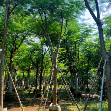 凤凰木红花楹米径15-18公分产地直销欢迎咨询
