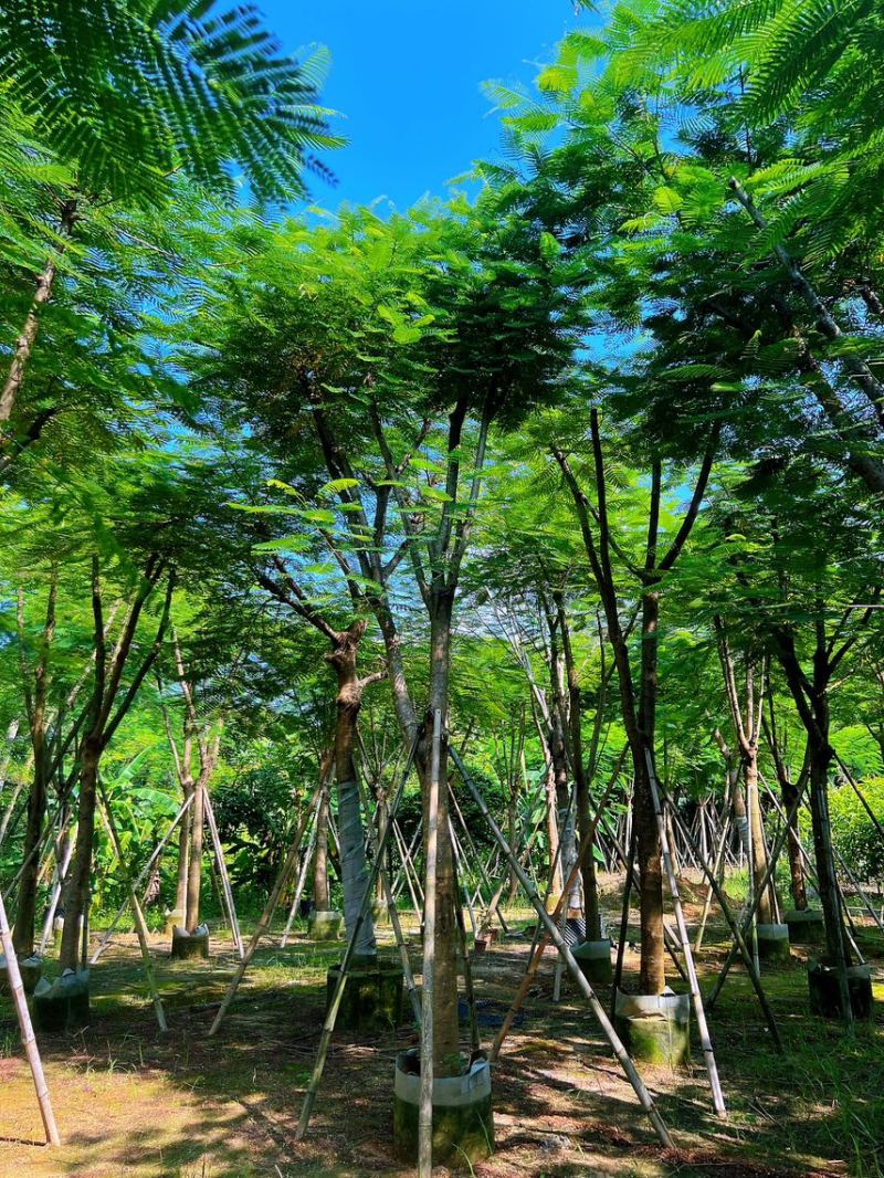 凤凰木红花楹米径15-18公分产地直销欢迎咨询