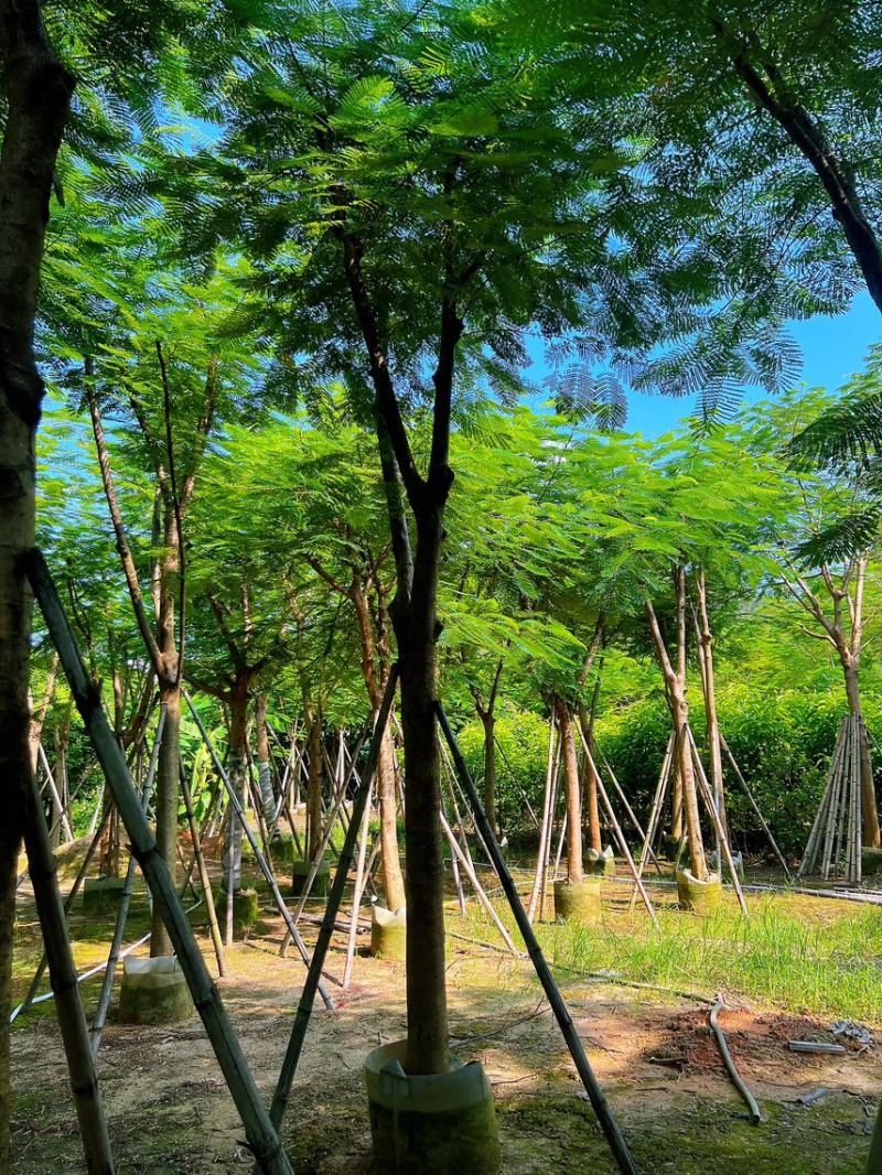 凤凰木红花楹米径15-18公分产地直销欢迎咨询