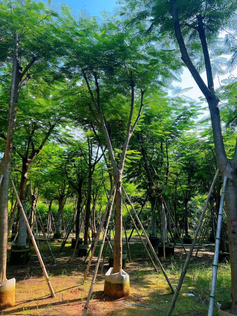 凤凰木红花楹米径15-18公分产地直销欢迎咨询