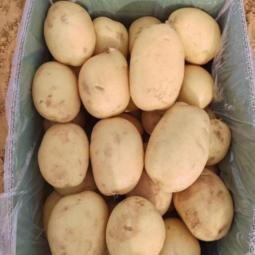 V7土豆大量上市,榆林土豆大量上市,各种规格定制