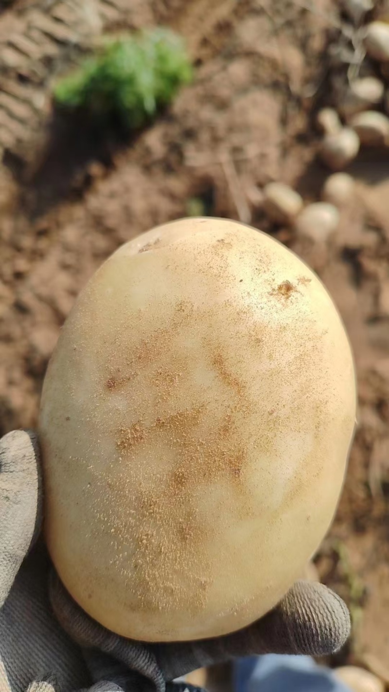 V7土豆大量上市，榆林土豆大量上市，各种规格定制