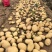 V7土豆大量上市,榆林土豆大量上市,各种规格定制