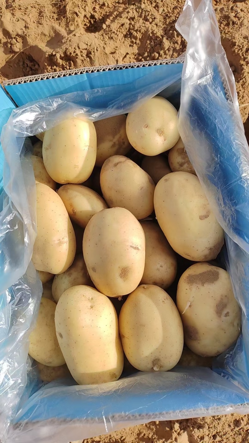 V7土豆大量上市，榆林土豆大量上市，各种规格定制