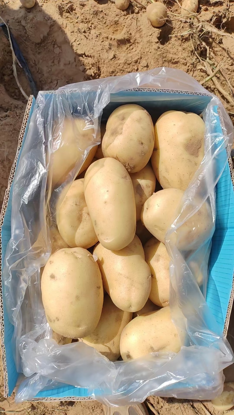 V7土豆大量上市，榆林土豆大量上市，各种规格定制