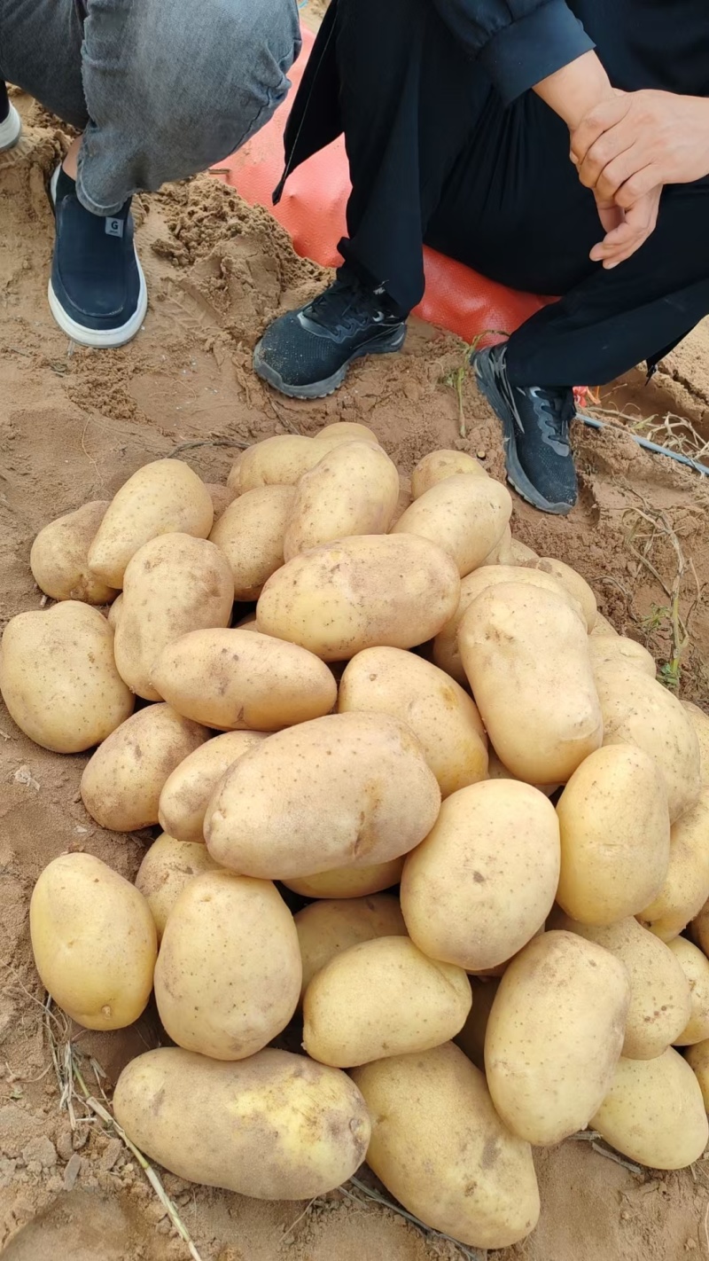 V7土豆大量上市，榆林土豆大量上市，各种规格定制