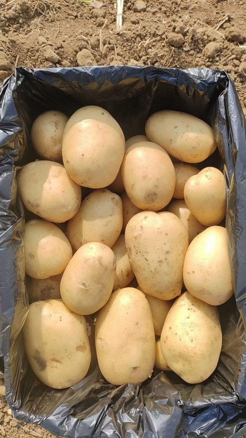V7土豆大量上市，榆林土豆大量上市，各种规格定制