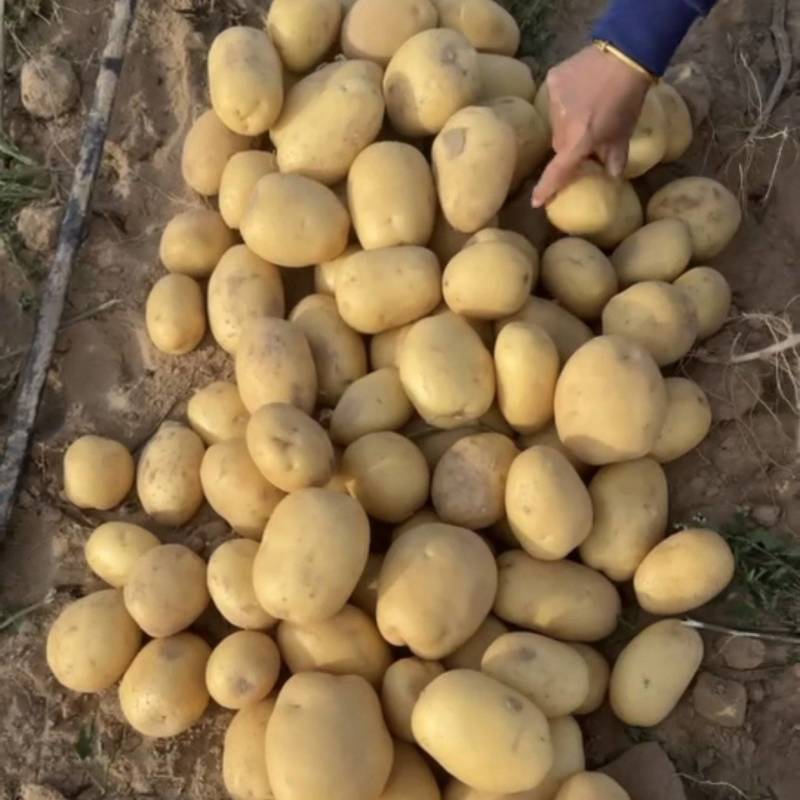 实验一号黄皮黄心规格齐全代发全国价格便宜量大从优