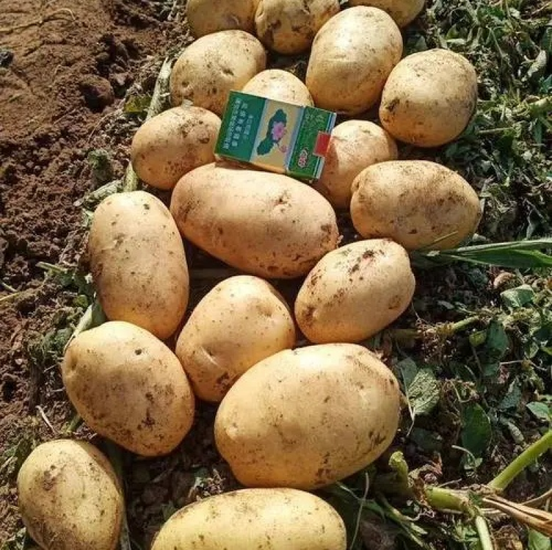 V7土豆精品土豆黄皮黄心现货供应规格齐全全国代发