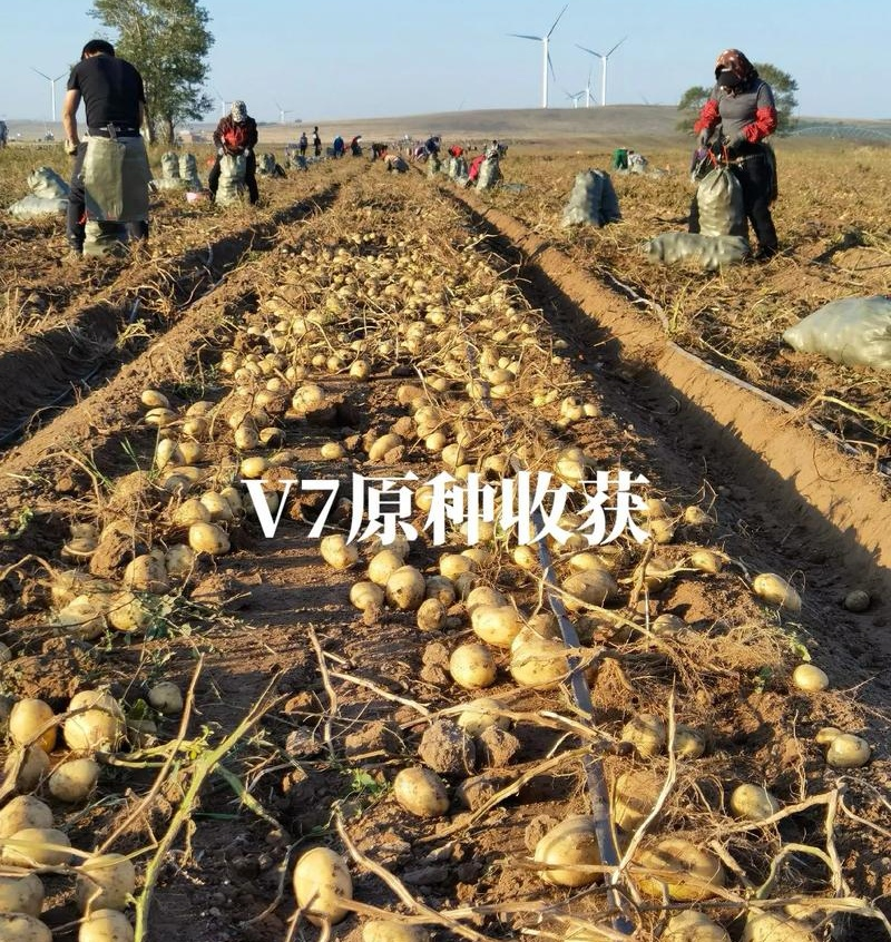 V7土豆精品土豆黄皮黄心现货供应规格齐全全国代发