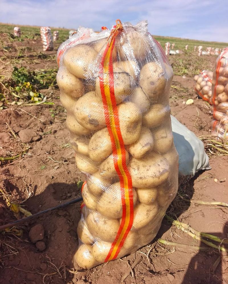 V7土豆精品土豆黄皮黄心现货供应规格齐全全国代发
