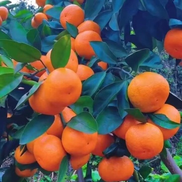 精品高山早熟蜜橘，大量上，皮薄汁多，无渣无籽，