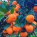 精品高山早熟蜜橘，大量上，皮薄汁多，无渣无籽，