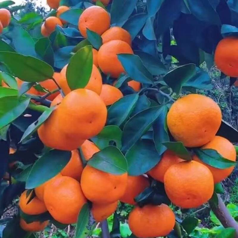 精品高山早熟蜜橘，大量上，皮薄汁多，无渣无籽，