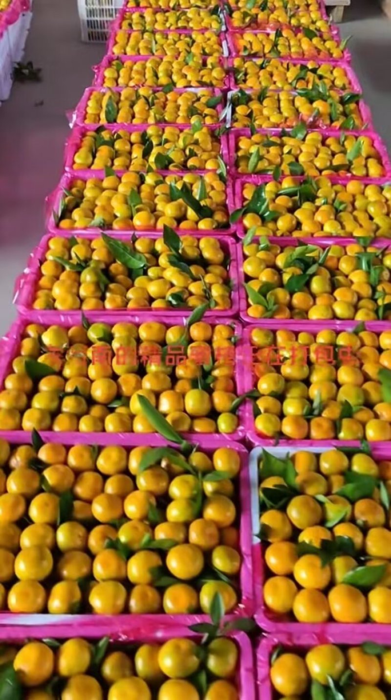 精品高山早熟蜜橘，大量上，皮薄汁多，无渣无籽，