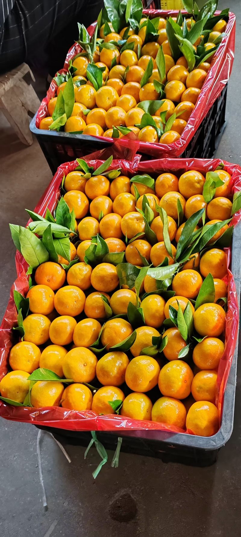精品高山早熟蜜橘，大量上，皮薄汁多，无渣无籽，
