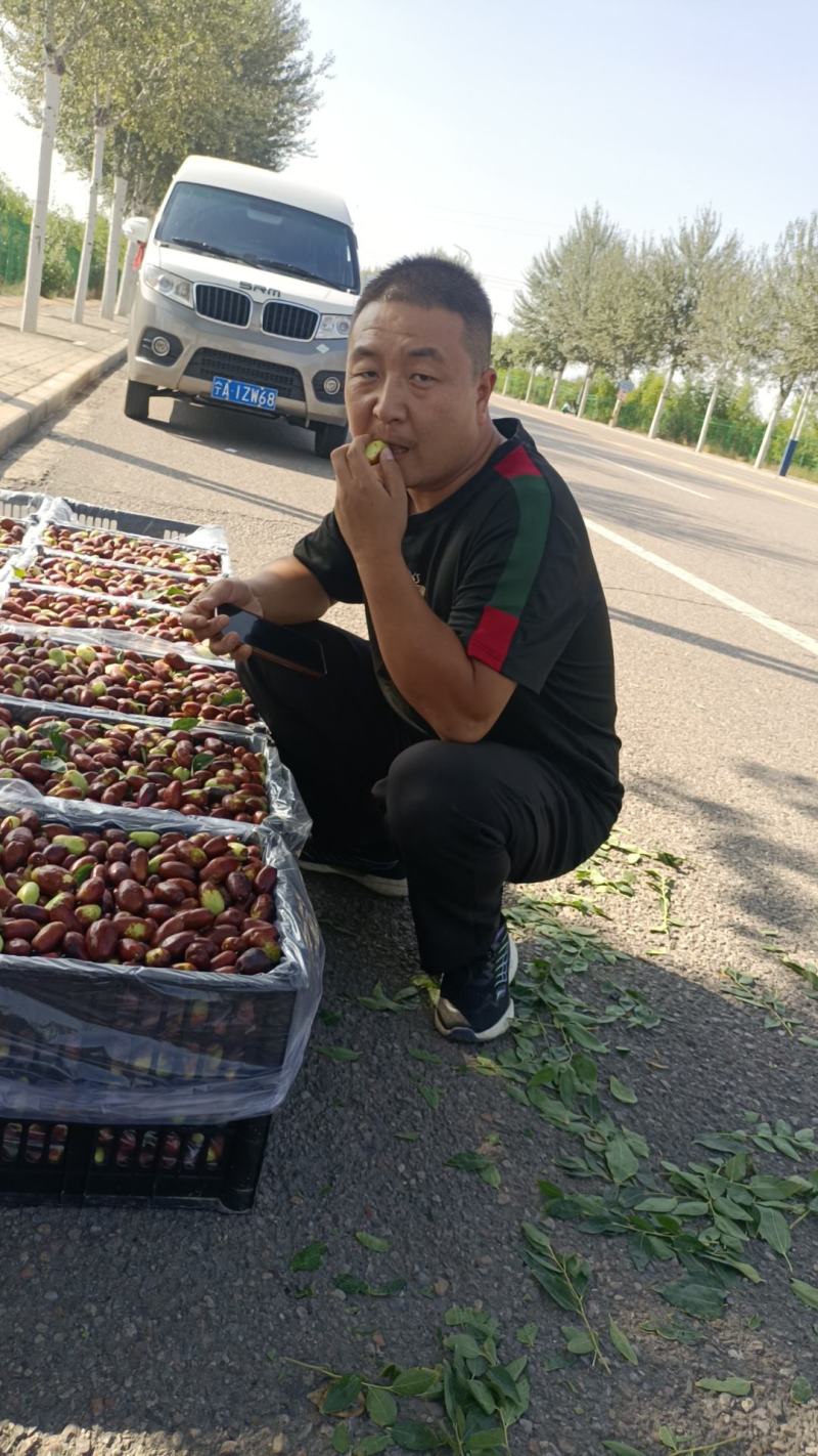 灵武长红枣己上市，有需要的老板前来选购