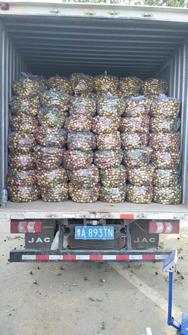 预售山东昌邑富硒大梨枣，完全自然成熟，口感脆甜，代收代办