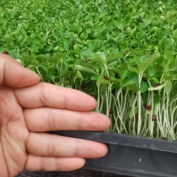 四季供应香椿芽苗菜活体香椿苗基地直发可预订