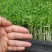 四季供应香椿芽苗菜活体香椿苗基地直发可预订