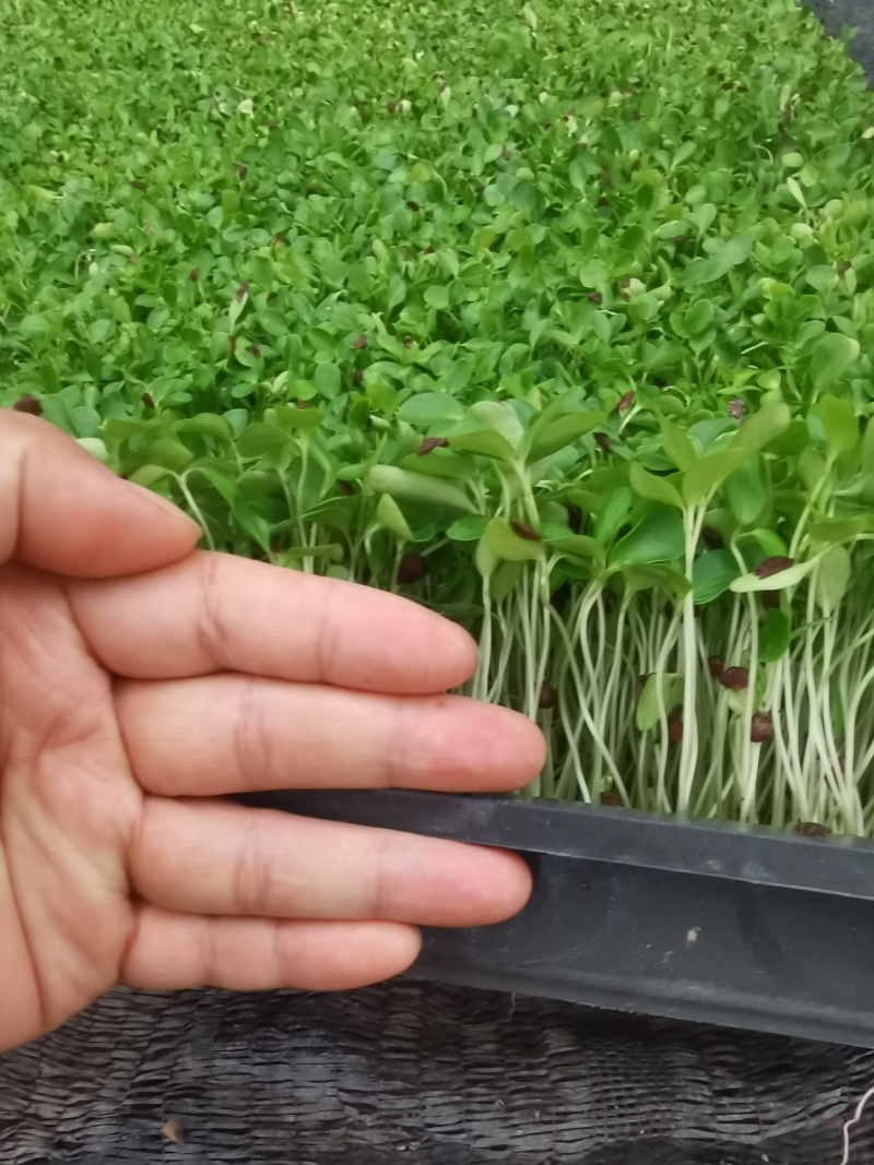 四季供应香椿芽苗菜活体香椿苗基地直发可预订