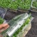 四季供应香椿芽苗菜活体香椿苗基地直发可预订