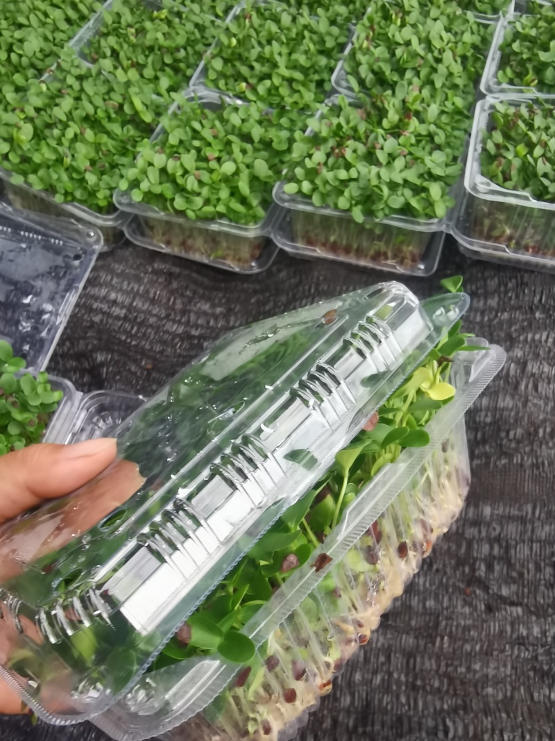 四季供应香椿芽苗菜活体香椿苗基地直发可预订