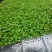 四季供应香椿芽苗菜活体香椿苗基地直发可预订
