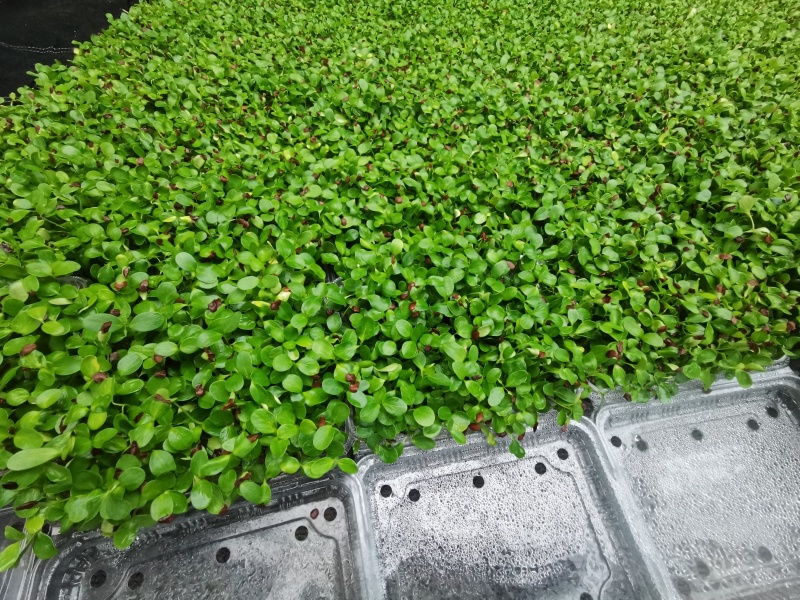 四季供应香椿芽苗菜活体香椿苗基地直发可预订