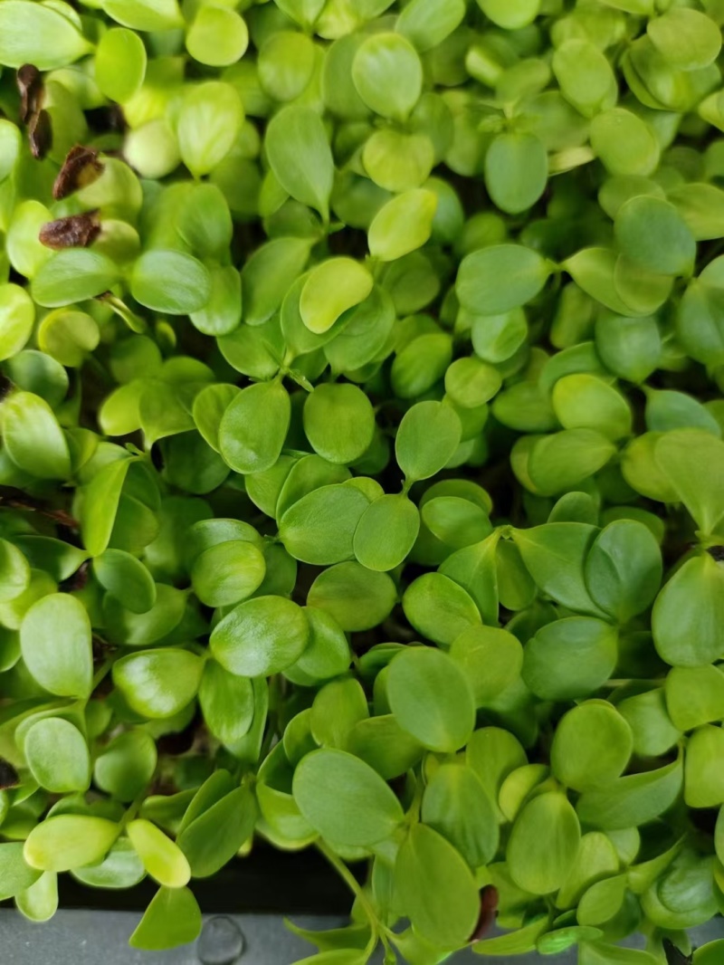 四季供应香椿芽苗菜活体香椿苗基地直发可预订