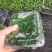 四季供应香椿芽苗菜活体香椿苗基地直发可预订